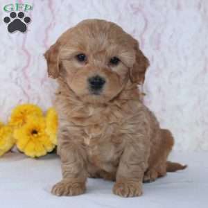 Conley, Mini Goldendoodle Puppy